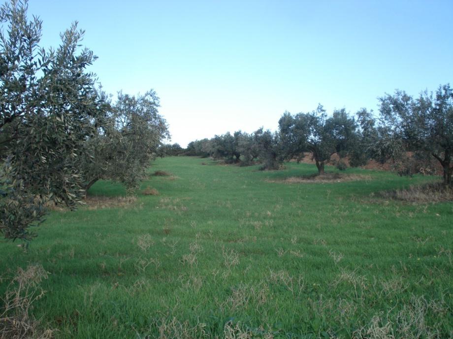 intercroppingofolivegrovesingreece